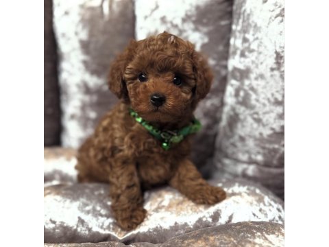 Evinizin miniği toy poodle bebekler