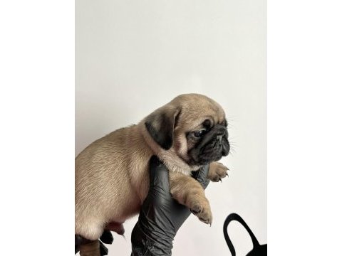 Pug mops safkan yavrularım
