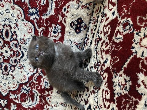 British shorthair kedisi dişi