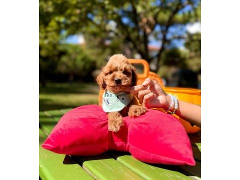 Mini maltipoo sevimli bebekler 