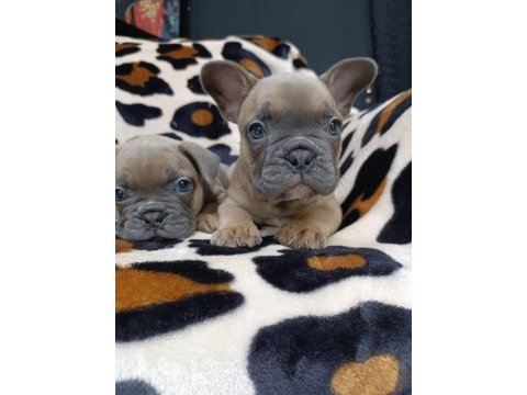 %100 ırk garantili fransız bulldog yavruları