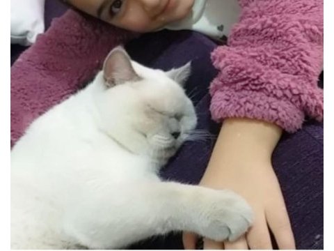 Kendi scottish fold yavrularımız