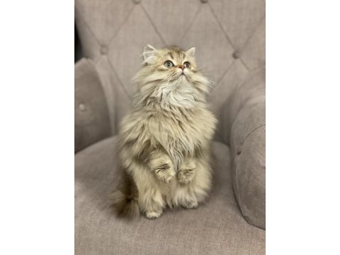 British longhair 4 aylık kedisi