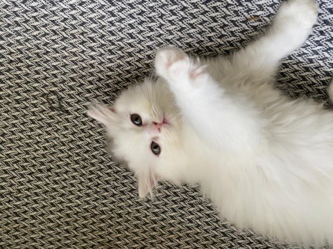 Beyaz british longhair