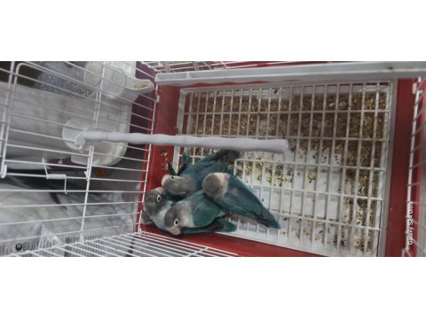 Yavru ısırmayan bebek cennet papağanı yavrular