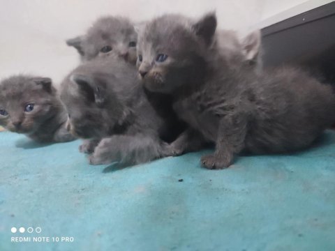 3 british ve 2 scottish fold