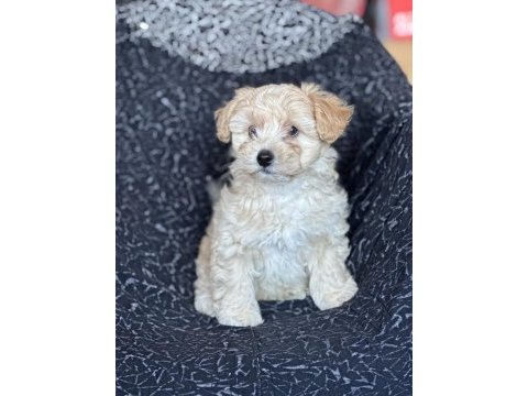 Maltipoo yavrular