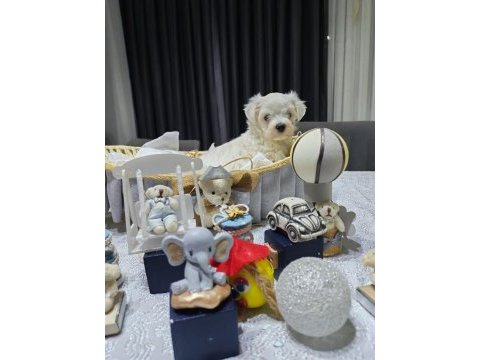 A scrli babadan kore maltese bebeklerim