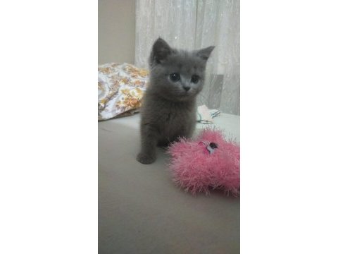 British shorthair bebeğimize yuva arıyoruz