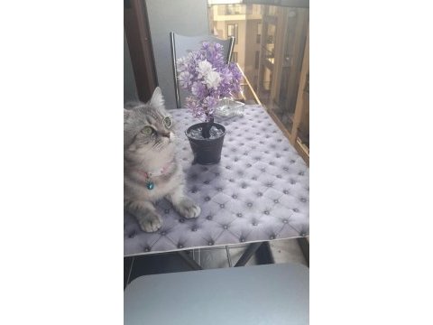2 yaşında sevecen ücretsiz kedimiz