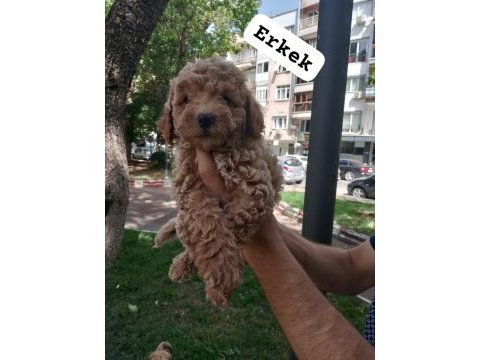 Pet eğitimli poodle yavrular