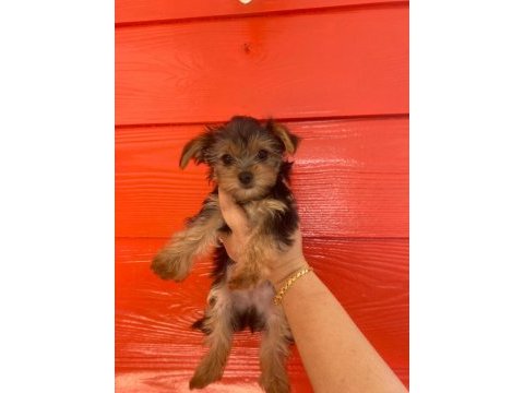 Kaliteli yorkshire terrier yavruları