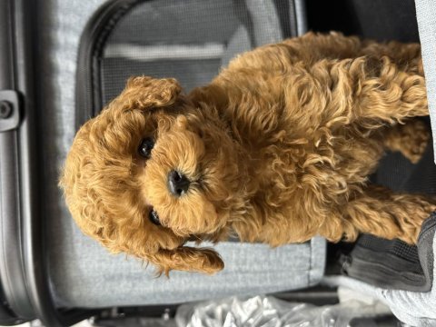 Toy poodle güzelliği