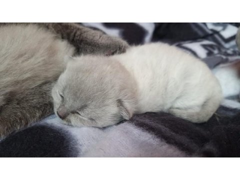 Scottish fold blue point yavrular