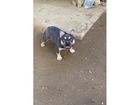 Lilac & tan french bulldog erkeğimiz eşleşmeye açık