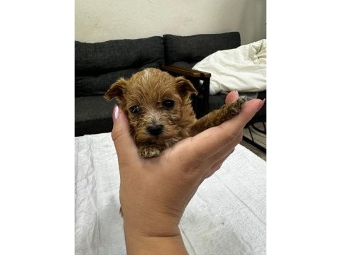 Maltipoo bebekler