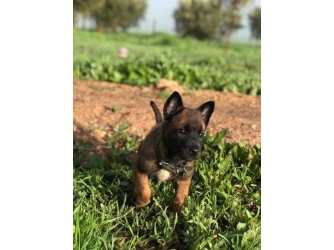 Belçika kurdu malinois
