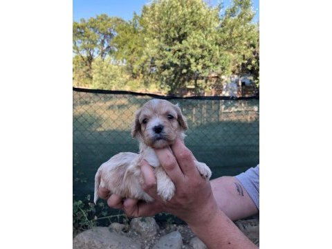Ev ortamında sağlık ve ırk garantli maltipoo bebekler