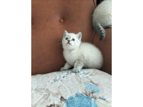 Beyaz british shorthair yavrular