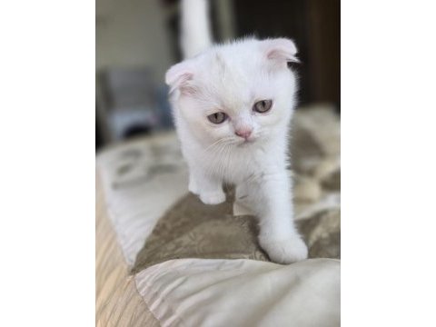 Kar beyaz pamuklar yeni yuvaya hazır gitmeye