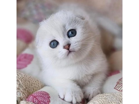 Saf kan en kaliteli ns1133 scottish fold shorthair