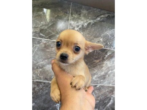 Elma kafa tea cup chihuahua