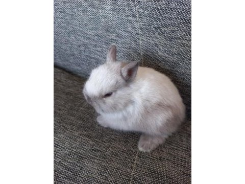 Cüce tavşanı yavrularımız