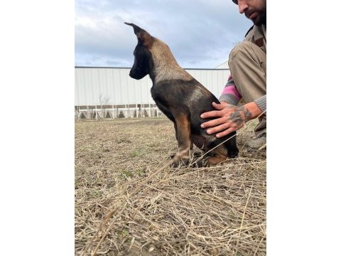 Malinois koyu renk sevenlere