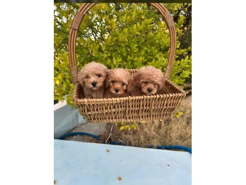 Kore poodle ve poodle yavrularımız yeni yuvasını be