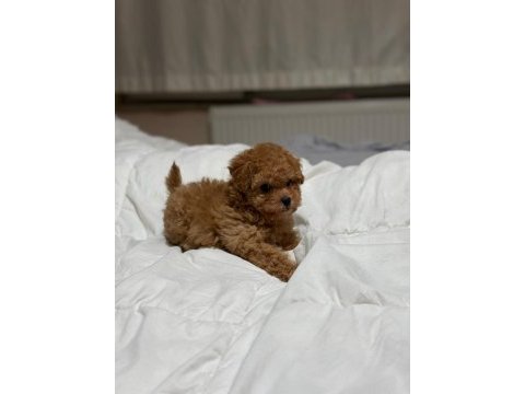 Teddy face poodle 