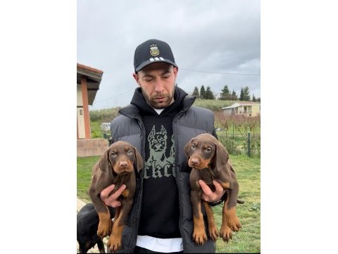Şampiyon üreticiden geleceğin yıldızları dobermanlar
