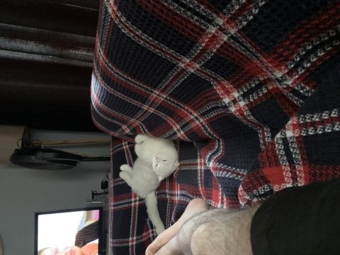 Oyuncul akıllı ve uslu scottish fold