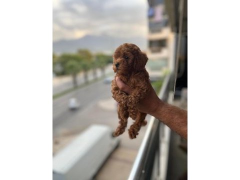 Saf kan toy poodle