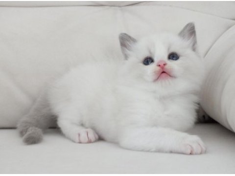 Full şecereli ragdoll yavruları
