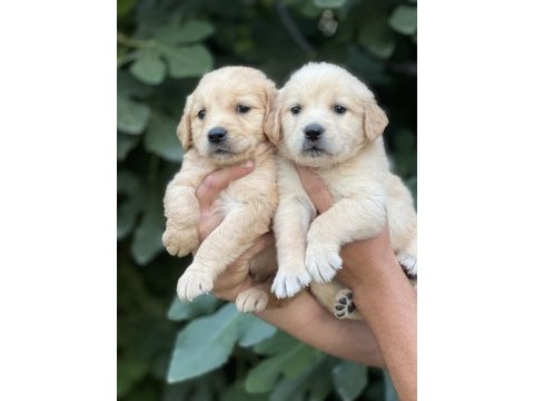 Golden retriever yavruları