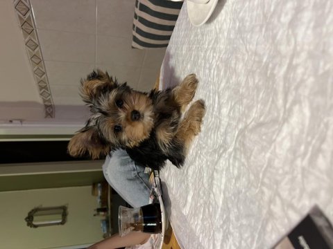 Yorkshire terrier