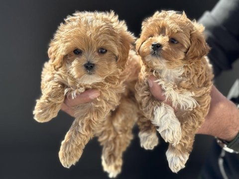 Yasal ruhsatlı çiftlikde ziyarete açık maltipoo lar