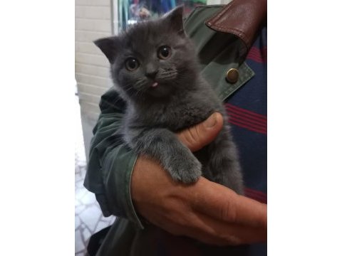British shorthair yavrumuz