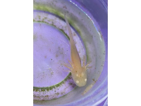 Axolotl yavrularım