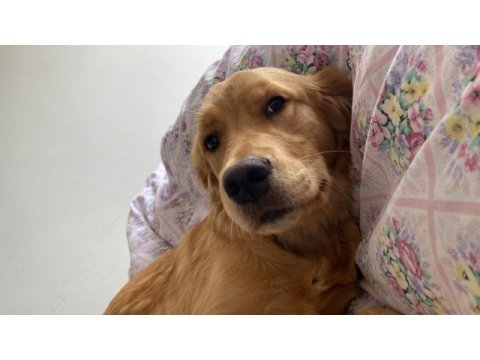 Safkan golden retriever oğlumuza dişi arıyoruz