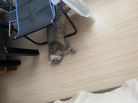 Kısır dişi kedi aranıyor