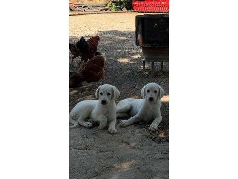 2 adet dişi akbaş 2 aylık yavru