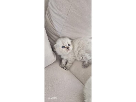 Sevgi dolu yuvalarını arayan 3 british longhair yavru
