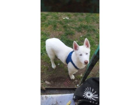 Husky 6 aylık köpeğimiz