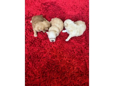 Güzel pekinez bebekler yeni yuvalarını arıyor