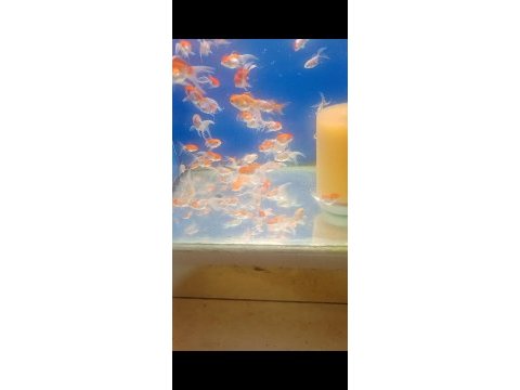 Oranda balıklarımız