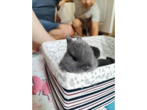Orjinal cüce tavşan