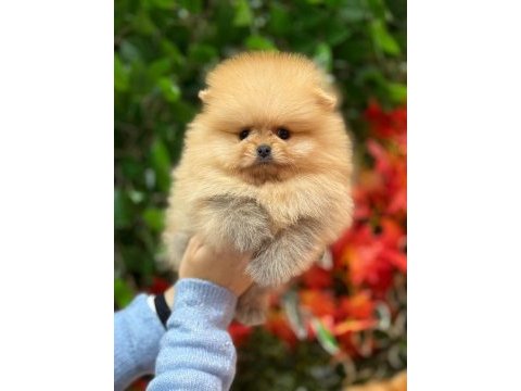 Safkan orjinal pomeranian boo şecereli yavrular