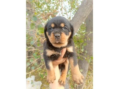 Rottweiler yavrularımız