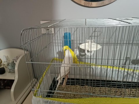 Çalışan takım muhabbet kuşu